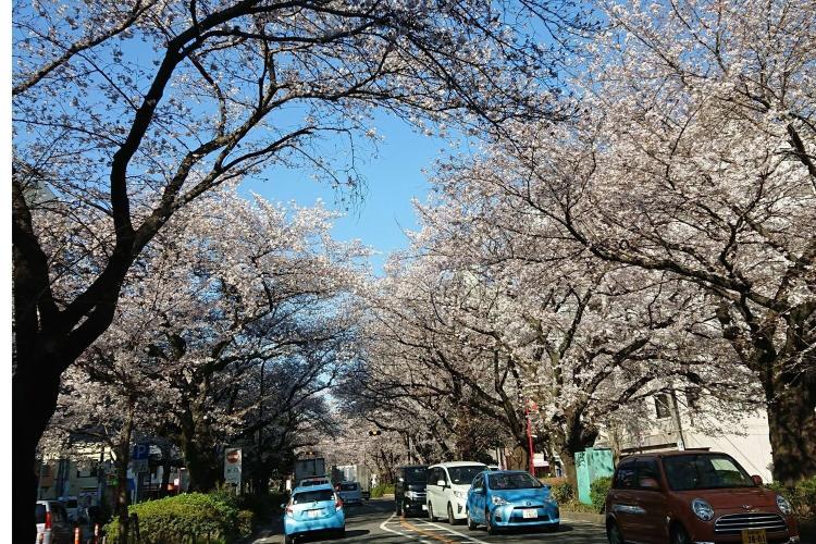 【相模原市役所通リ】春は桜が満開になり、桜まつりも実施されます。