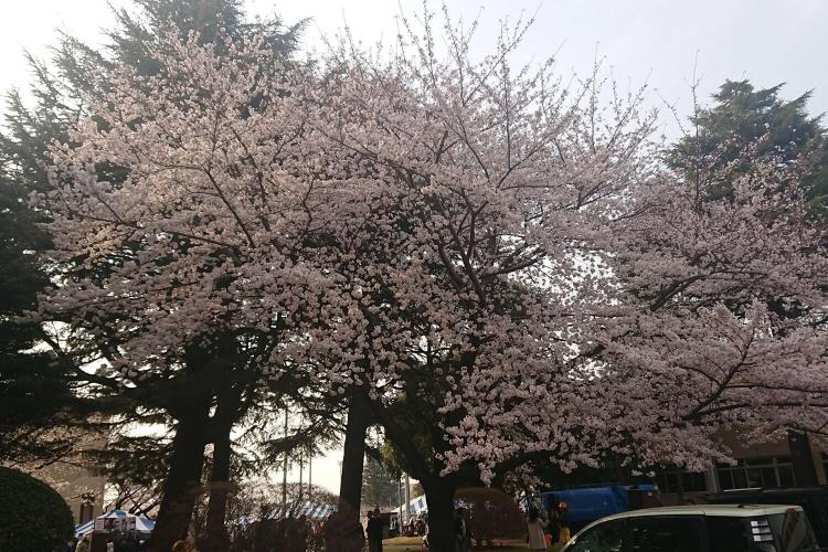 春は市内各所で桜を見ることができます。
