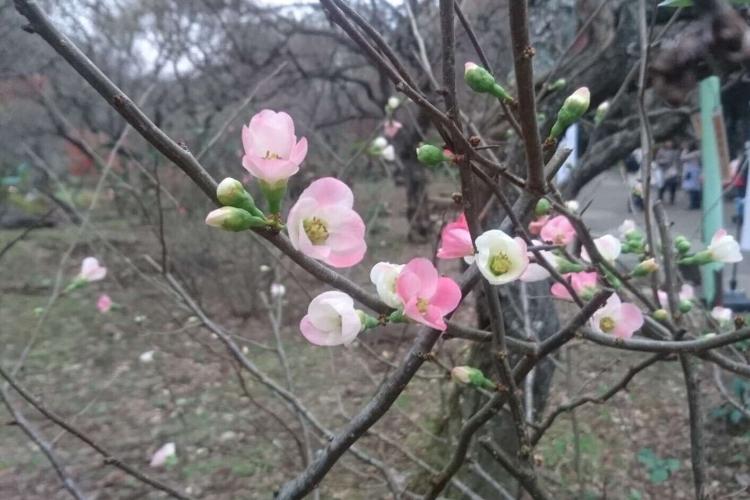 周辺の公園では季節の花を観察できます。