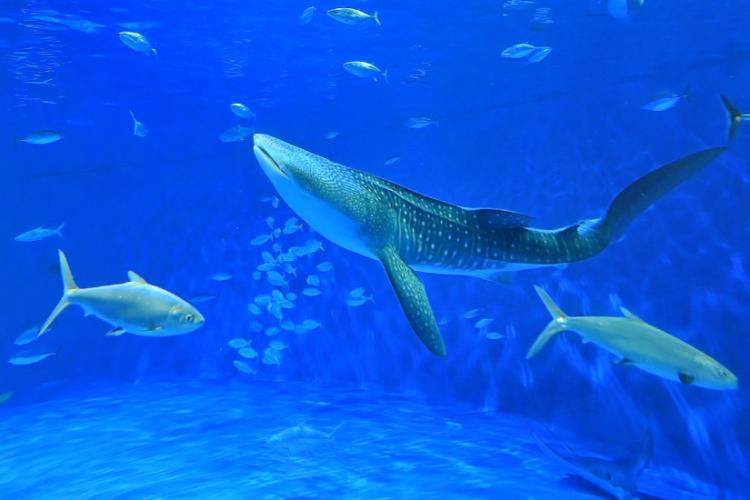 水族館