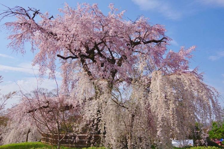円山公園（徒歩15分）