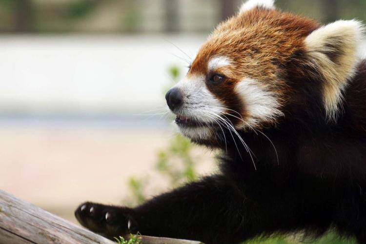 京都市動物園(ホテルより徒歩・バス約30分)