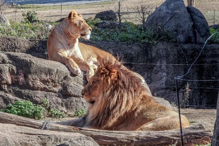 【周辺情報】天王寺動物園