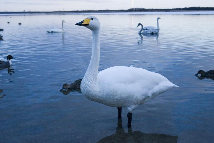 【周辺】ウトナイ湖の白鳥