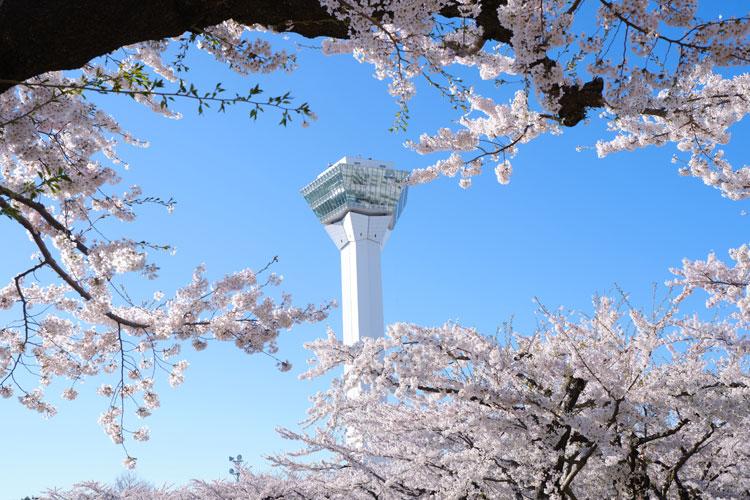 ★春の五稜郭公園