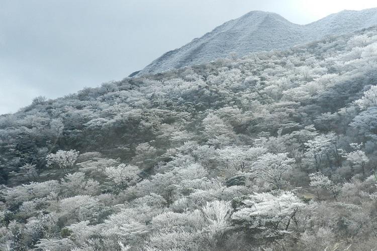【冬】普賢岳・妙見岳一帯で条件が良ければ霧氷（花ぼうろ）をご覧いただけます。