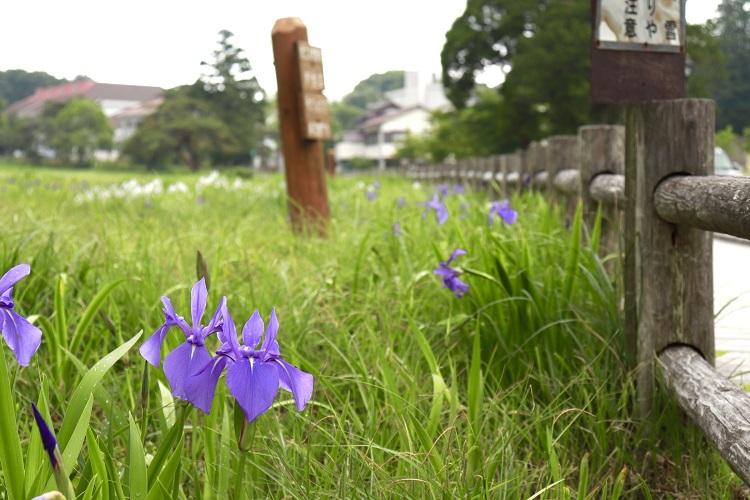 原生沼