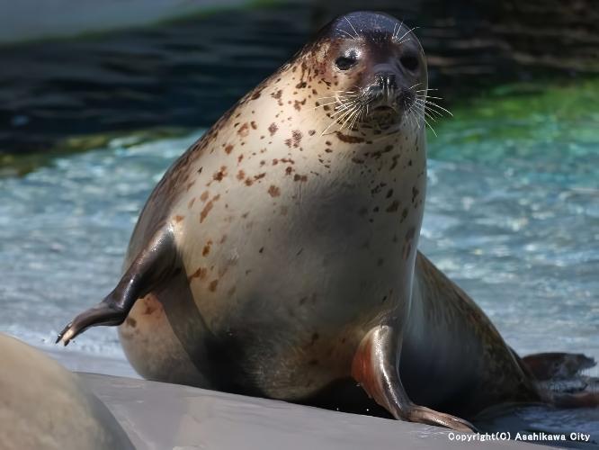 【旭山動物園】ホテルよりお車で約９０分。かわいい動物たちがお出迎え！
