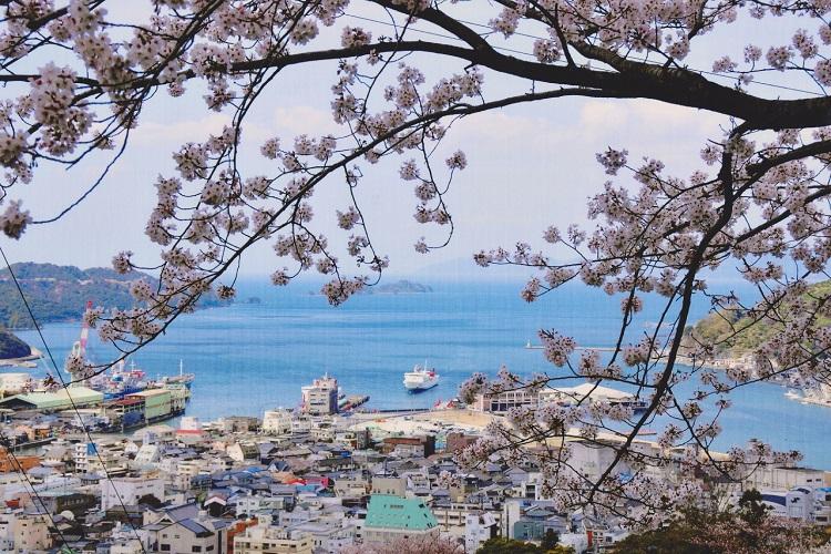 桜