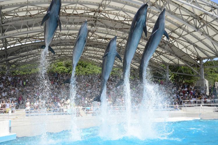 海洋博公園のイルカショーオキちゃん劇場は大人も子供も大興奮！