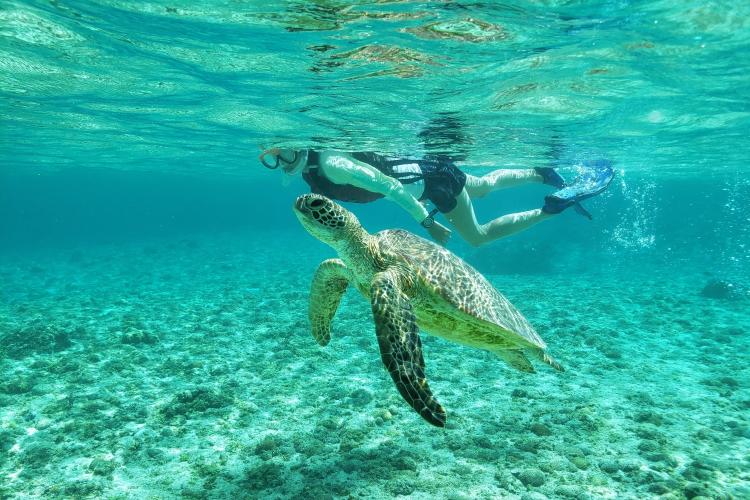 【感動体験シュノーケルツアー】海をのぞけば、そこはまるで竜宮城のよう。 インストラクターがサポートしますので泳ぎが苦手な方やお子様でも安心してお楽しみいただけます。