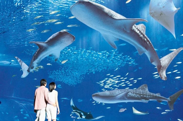 マリンピアザから車で5分の『美ら海水族館』