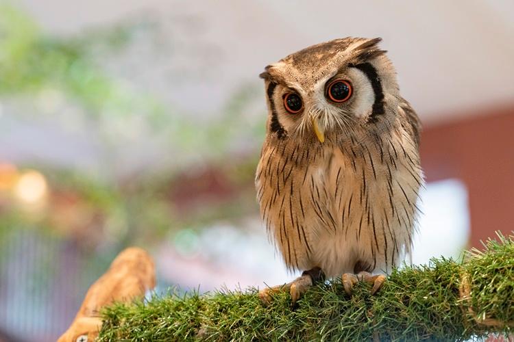 アフリカオオコノハズクのミーグル