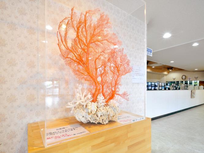 【ロビー】地元のサンゴ「アカマツ」の展示品です。
