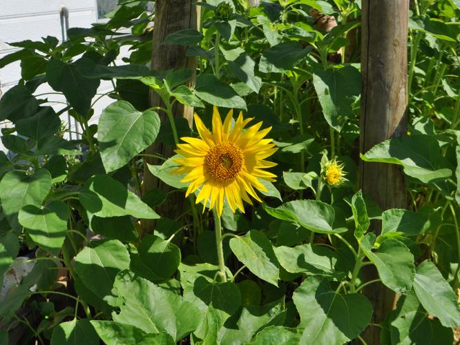 【周辺】草花に囲まれた自然いっぱいの場所です