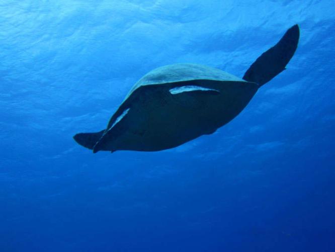 紺碧の海と珊瑚礁、東洋の真珠と呼ばれています。
