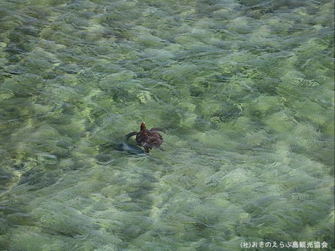 【周辺観光】「ウミガメビューポイント」　運が良ければウミガメを観察できます