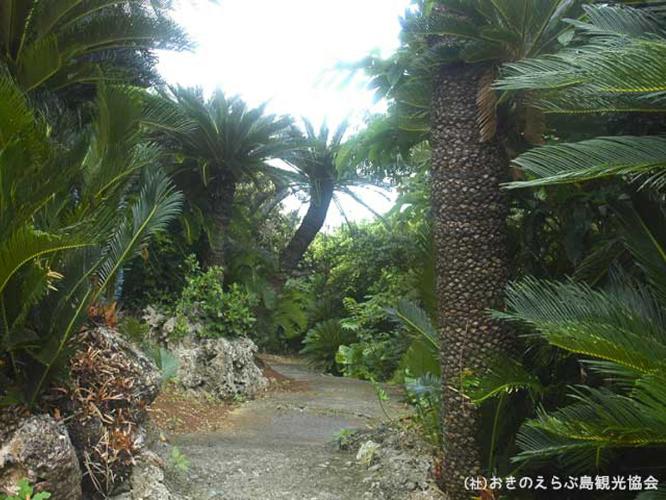 【周辺観光】「ソテツジャングル」　自生したソテツのジャングルに遊歩道があります