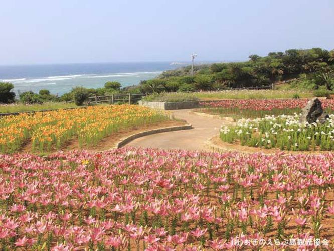 【周辺観光】「笠石海浜公園」　亜熱帯の花々を鑑賞できます