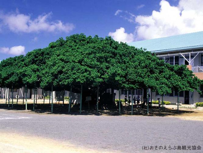 【周辺観光】「日本一のガジュマル」　国頭小学校にある大きなガジュマルです