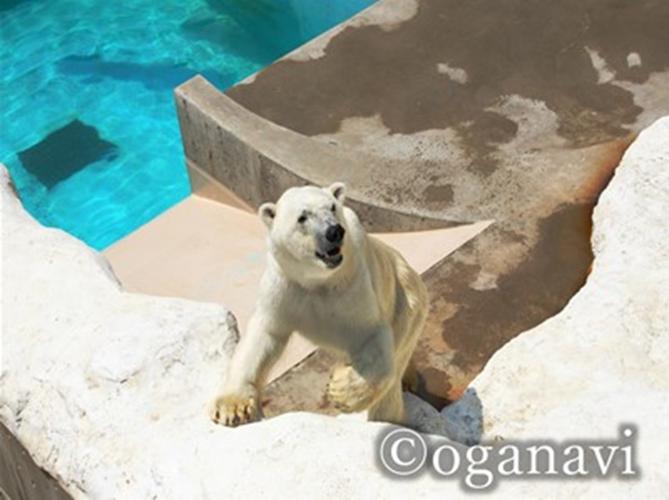 観光地　男鹿水族館GAO 　しろくま豪太