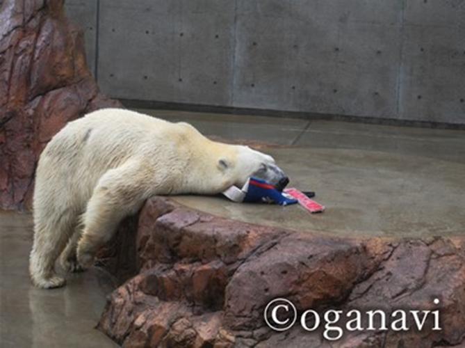 観光地　男鹿水族館GAO 　しろくま豪太