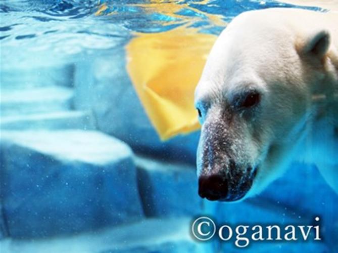 観光地　男鹿水族館GAO 　しろくま豪太
