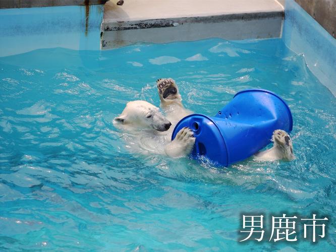 観光地　男鹿水族館GAO 　しろくま豪太