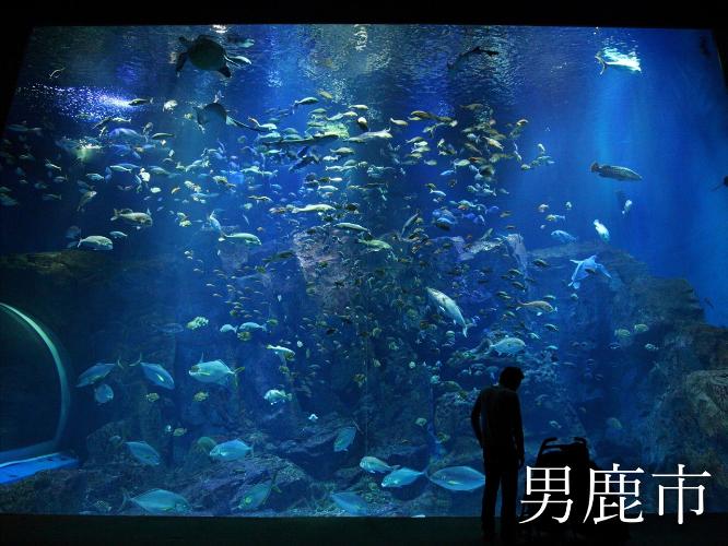 観光地　男鹿水族館GAO 　おさかなたち