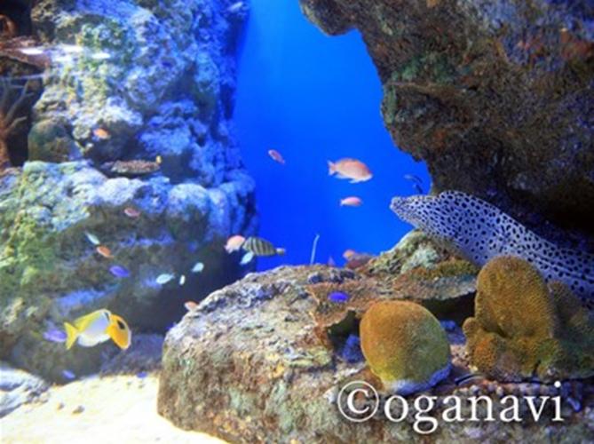 観光地　男鹿水族館GAO 　おさかなたち