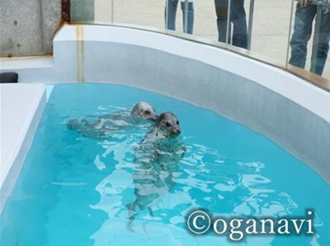 観光地　男鹿水族館GAO 　ゴマフアザラシ