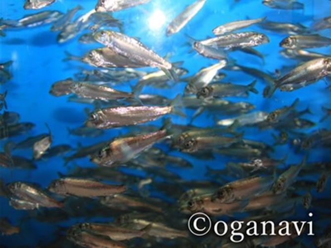 観光地　男鹿水族館GAO 　ハタハタ