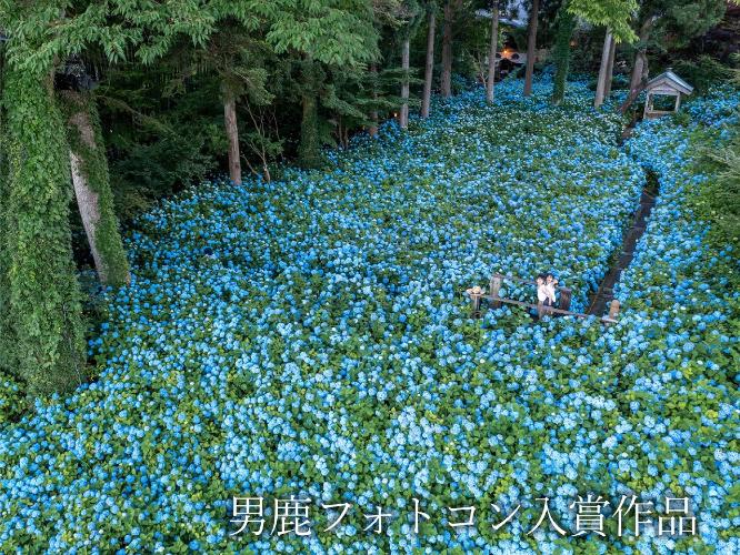観光地【男鹿フォトコン入賞作品】　雲昌寺「紫陽花の海」