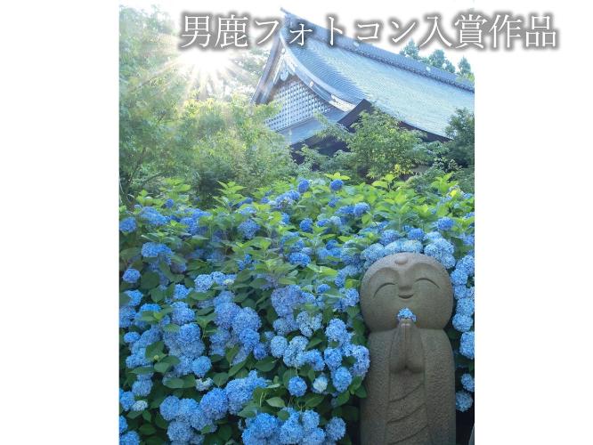 観光地【男鹿フォトコン入賞作品】　雲昌寺「紫陽花に光差す微笑み」