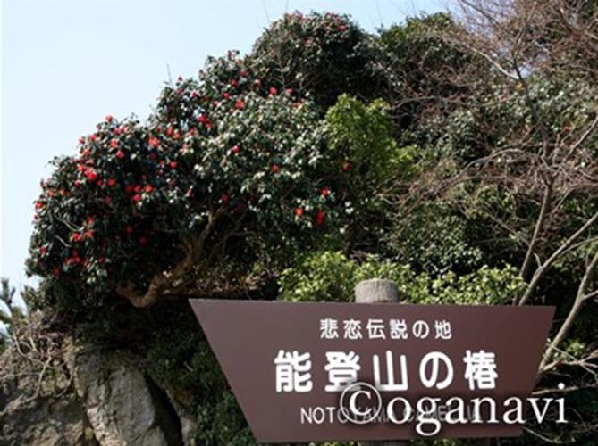 観光地　能登山の椿
