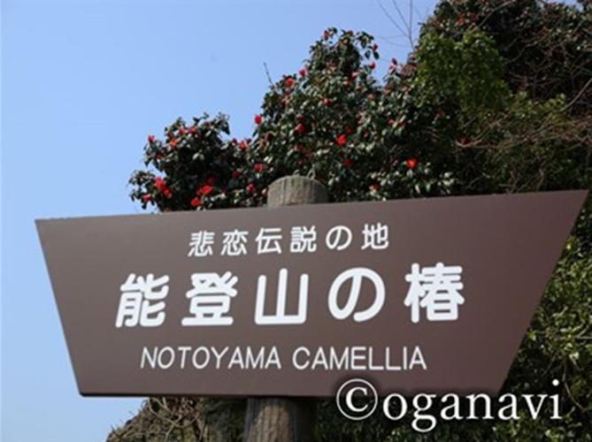 観光地　能登山の椿