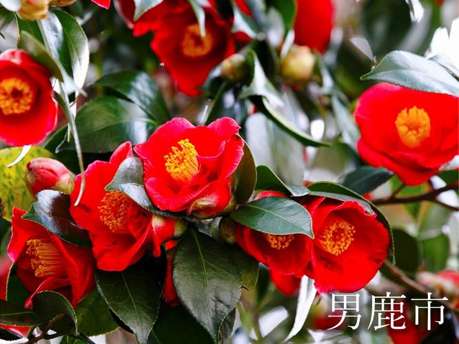 観光地　美しく咲き誇る「能登山の椿」（見頃：4月中旬頃）
