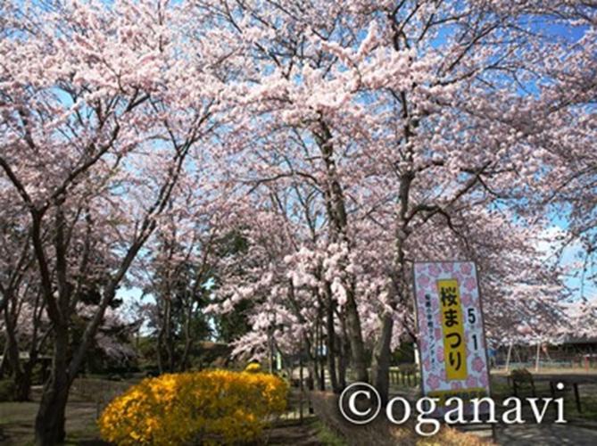 観光地　男鹿の桜の名所　船越近隣公園 桜まつり
