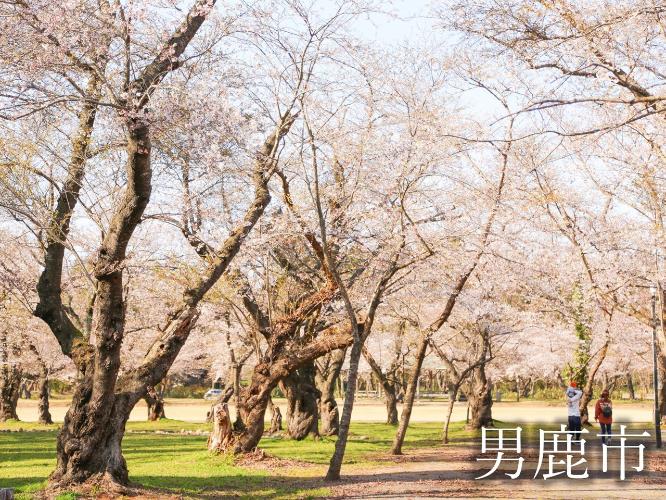 観光地　男鹿の桜の名所　船越館山公園