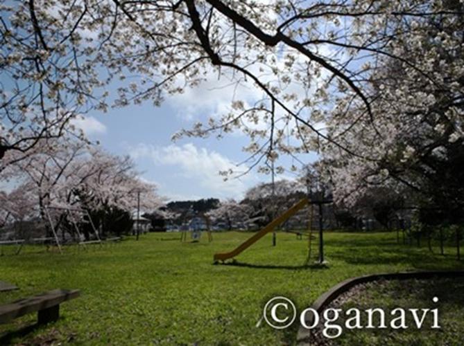 観光地　男鹿の桜の名所　泉台街区公園(通称／中川公園)