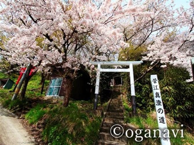観光地　男鹿の桜の名所　小浜の桜
