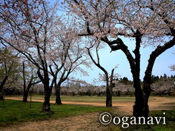 観光地　男鹿の桜の名所　館山近隣公園