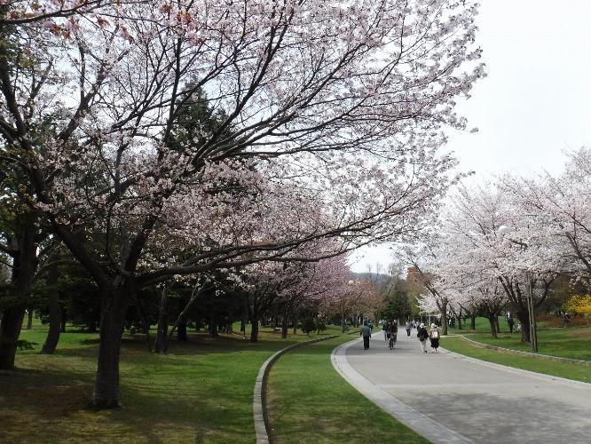 春の中島公園ではお花を見ながらゆっくりお散歩がオススメ