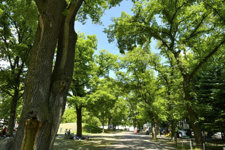 大通公園