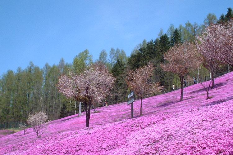 【芝桜公園】エゾヤマサクラと芝桜。その年の天候によっては両方見ることができます♪※芝桜の見頃時期：5月中旬〜6月上旬