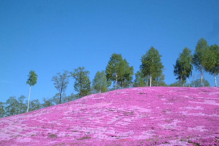 【芝桜公園】芝桜をヘリコプターで上空から見ることも出来る♪（有料・期間限定）※芝桜の見頃時期：5月中旬〜6月上旬