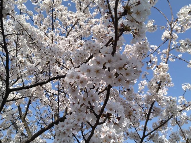 4月は桜　お花見×温泉