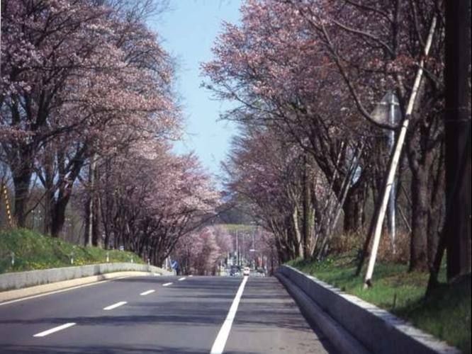 【桜の名所・春】道道２号線（宿より車で10分程）の桜のトンネルです。