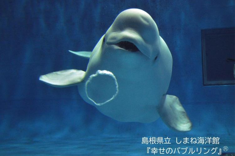 しまね海洋館アクアス／シロイルカ「幸せのバブルリング」(R) 写真提供：島根県立しまね海洋館