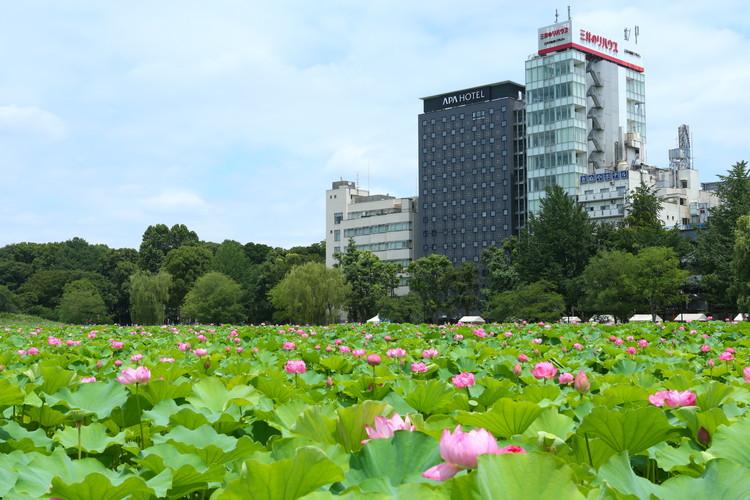 ホテル外観と不忍池の蓮